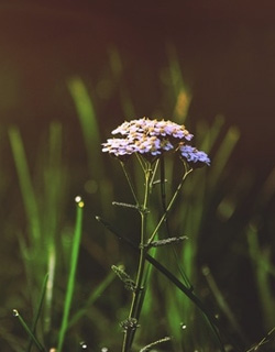 Sample image description Sample image description